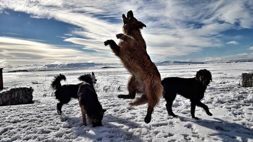 Dogs standing on snow covered beach