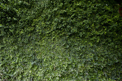 Full frame shot of fresh green plants