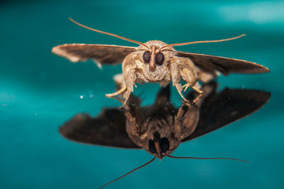 Close-up of butterfly