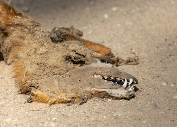 Close-up of lizard on the ground