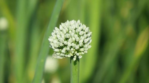 Close-up of flowers