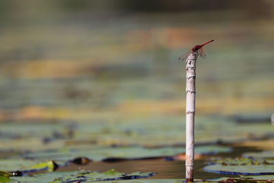 Close-up of bird perching on wood