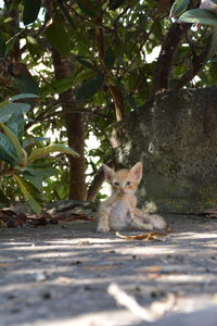 Portrait of cat sitting on tree