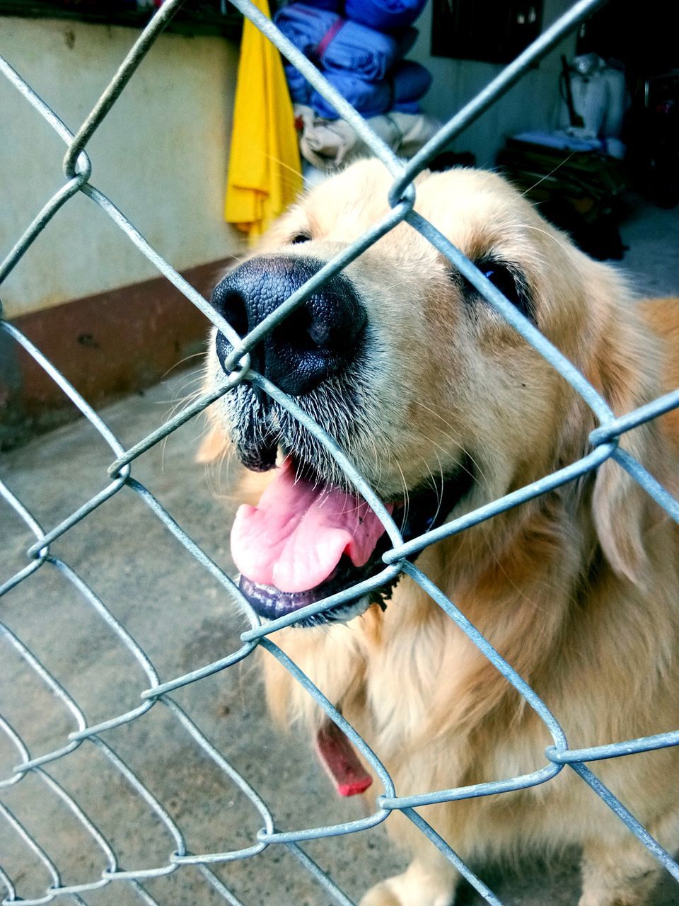 dog, canine, one animal, animal themes, mammal, domestic animals, pets, domestic, animal, vertebrate, fence, boundary, barrier, chainlink fence, leash, animal body part, close-up, no people, mouth open, sticking out tongue, animal head, animal tongue, animal mouth