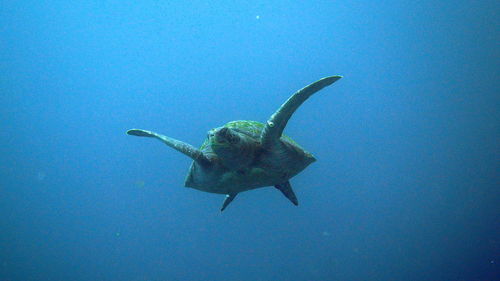 Low angle view of turtle swimming in sea