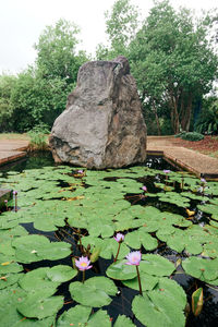 Water lilies on leaves in lake