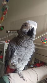 Close-up of parrot perching at home