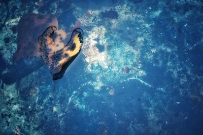 Close-up of jellyfish swimming in sea