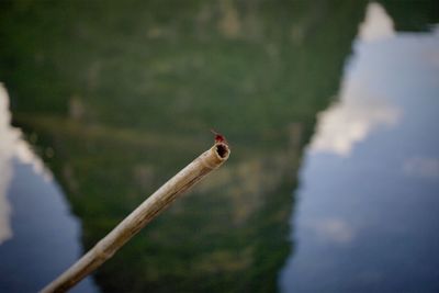 High angle view of bird on lake