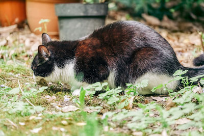 Side view of a cat on field