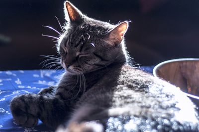 Close-up of cat relaxing