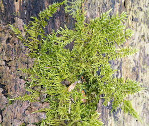 High angle view of fresh green plants