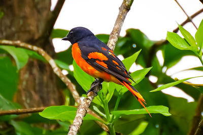 Close-up of a bird perching on branch