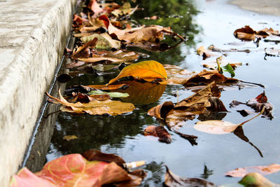 High angle view of leaves floating on lake