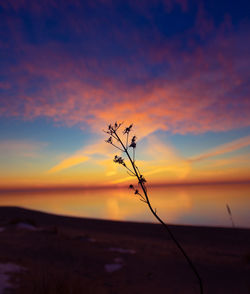 Coastal symphony. grass flourishing on baltic sands. grass at the baltic sea