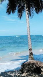 Palm tree on beach against sky