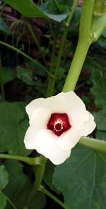 Close-up of white flower on plant