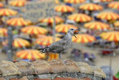 Close-up of bird perching roof