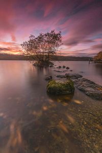Tree by lake against sky during sunset
