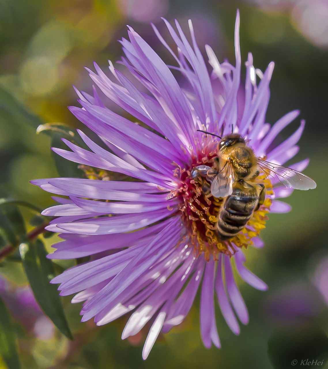 CLOSE-UP OF HONEY BEE ON PURPLE FLOWER