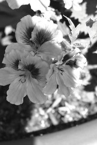 Close-up of flowers