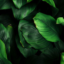 Full frame shot of leaves
