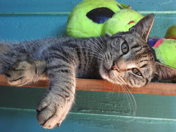 Close-up portrait of cat lying on floor