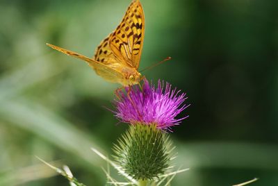 Close-up of butterfly pollinating on thistle