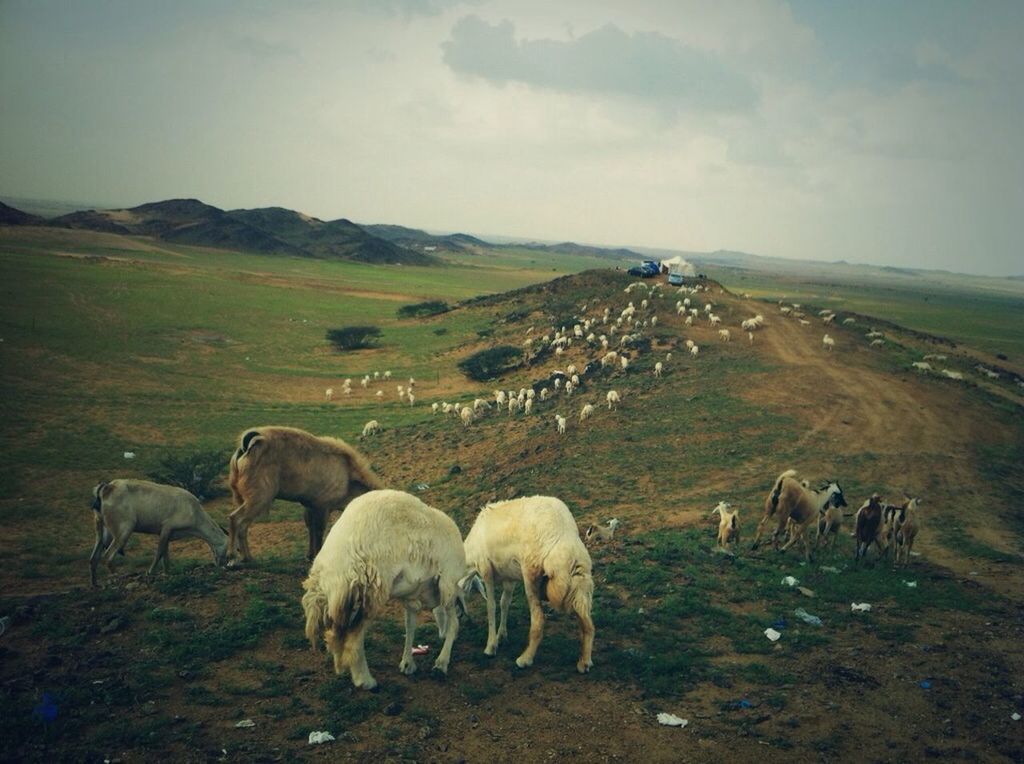 animal themes, livestock, domestic animals, mammal, landscape, grazing, sheep, field, sky, grass, nature, cow, medium group of animals, mountain, domestic cattle, scenics, beauty in nature, tranquil scene, tranquility