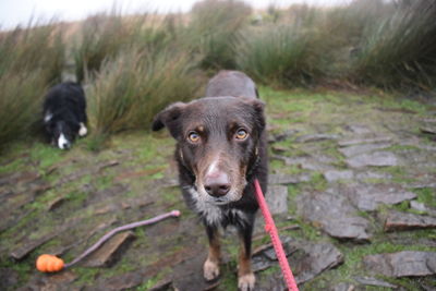 Close-up of dog on lead