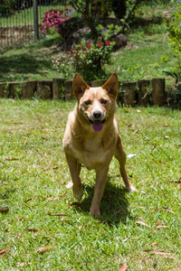 Portrait of dog standing on field