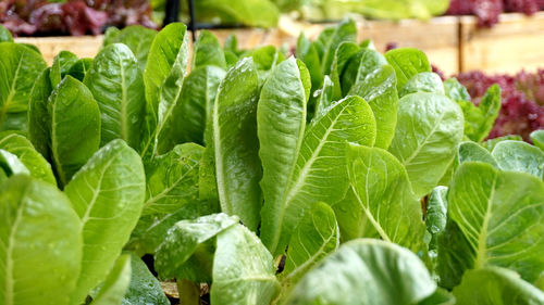 Close-up of green leaves romaine lettuce cos salad vegetable in farm