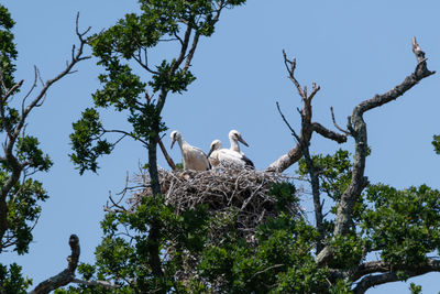 Low angle view of birds perching on tree against sky