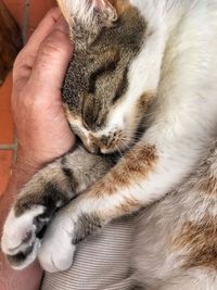 Cropped image of hand holding cat