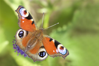 Close-up of butterfly on flower