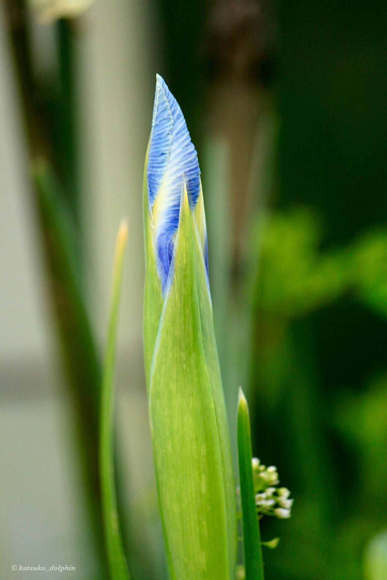 Netherlands iris