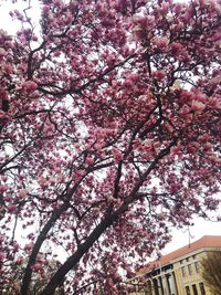 Low angle view of cherry blossoms