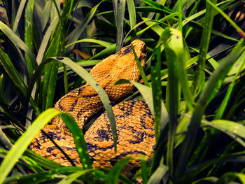 Viper snake relaxing in the middle of grass