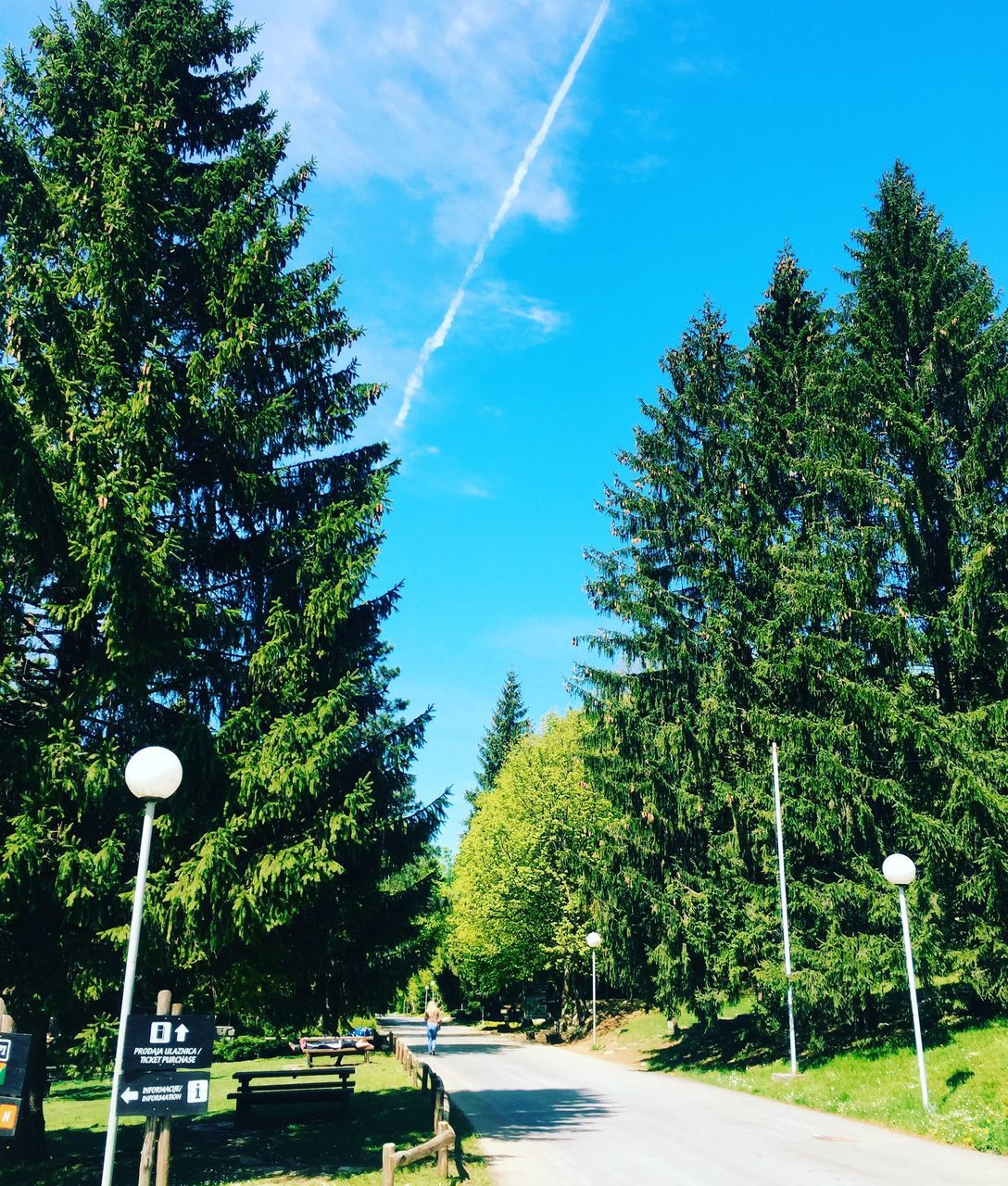 ROAD ALONG TREES AND SKY