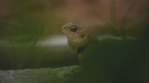 Close-up of a lizard