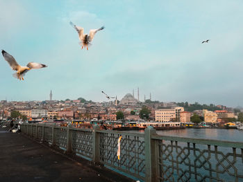 Birds flying over city