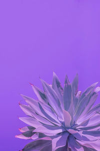 Low angle view of pink flower