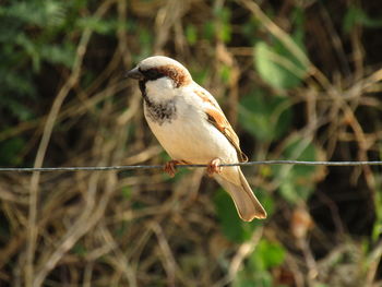 Close-up of bird perching on branch