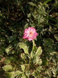 Close-up of pink flowers blooming outdoors