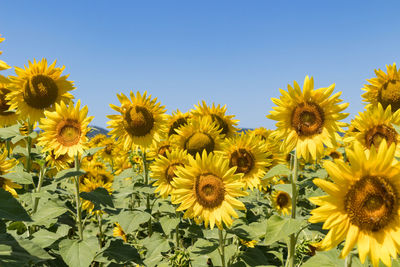 Close-up of sunflowers against clear sky
