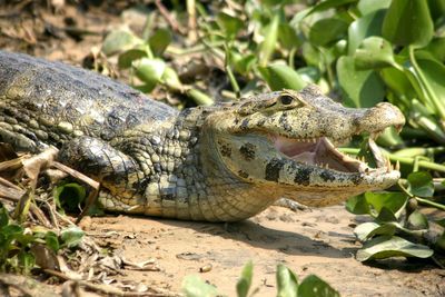 Close-up of lizard on wood