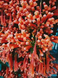 Full frame shot of red flowering plants