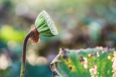 Close-up of green bud on plant