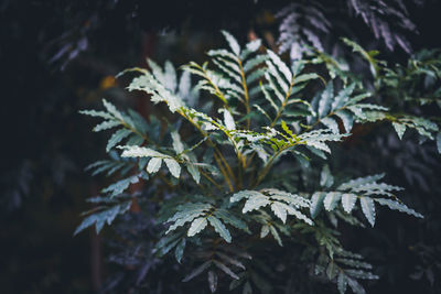 Close-up of pine tree during winter