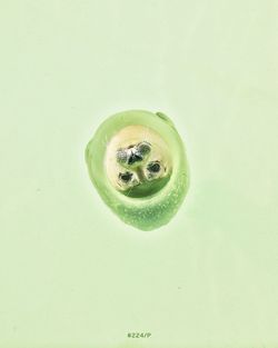 Close-up of leaf over white background